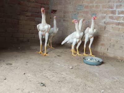 Original Thai Shamo 27000 per Hens