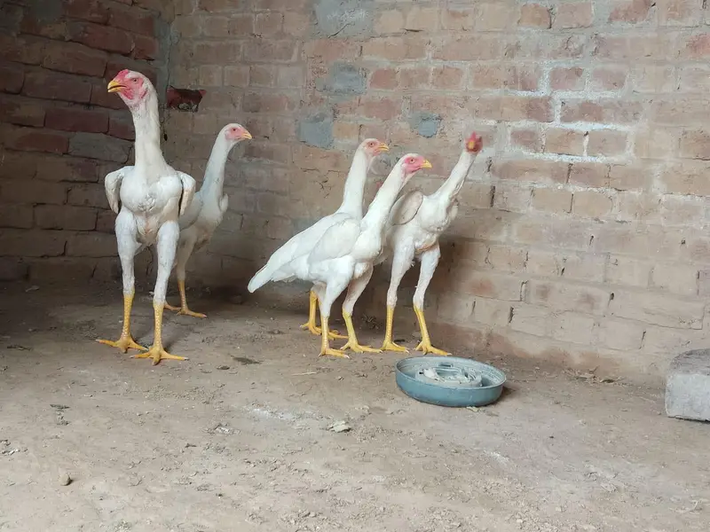 Original Thai Shamo 27000 per Hens — photo 2