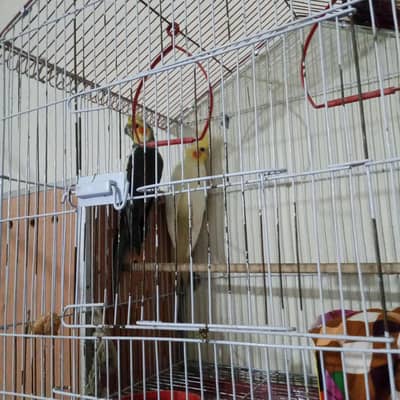 cocktail parrot cocktail tota jora pair breader