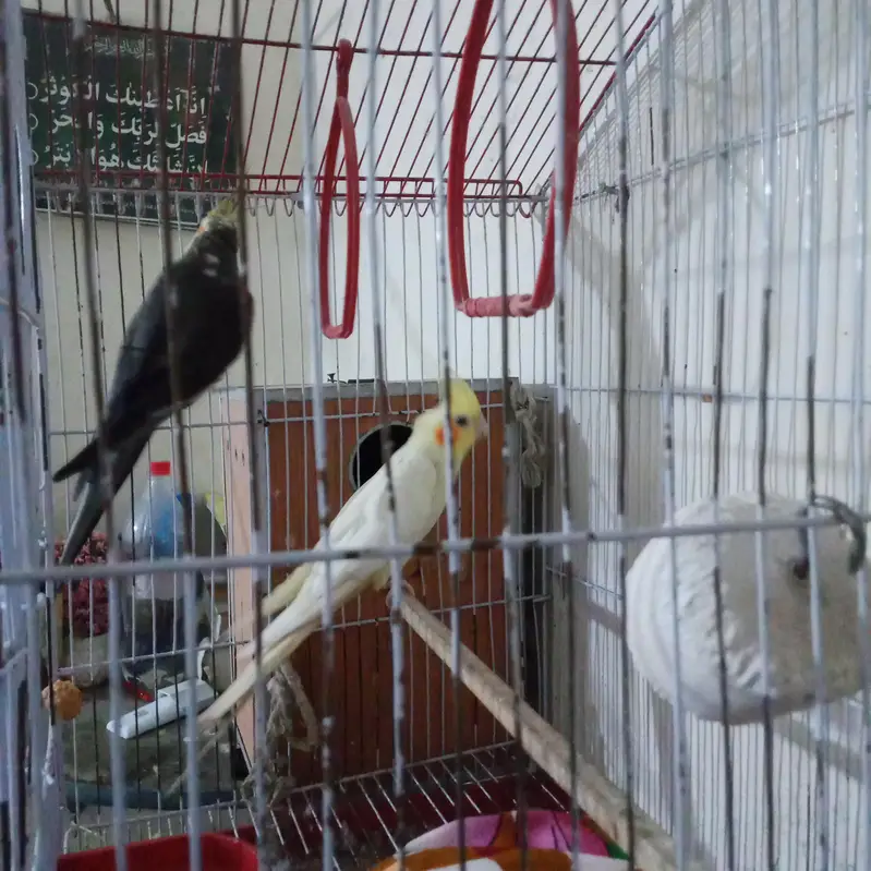 cocktail parrot cocktail tota jora pair breader — photo 2