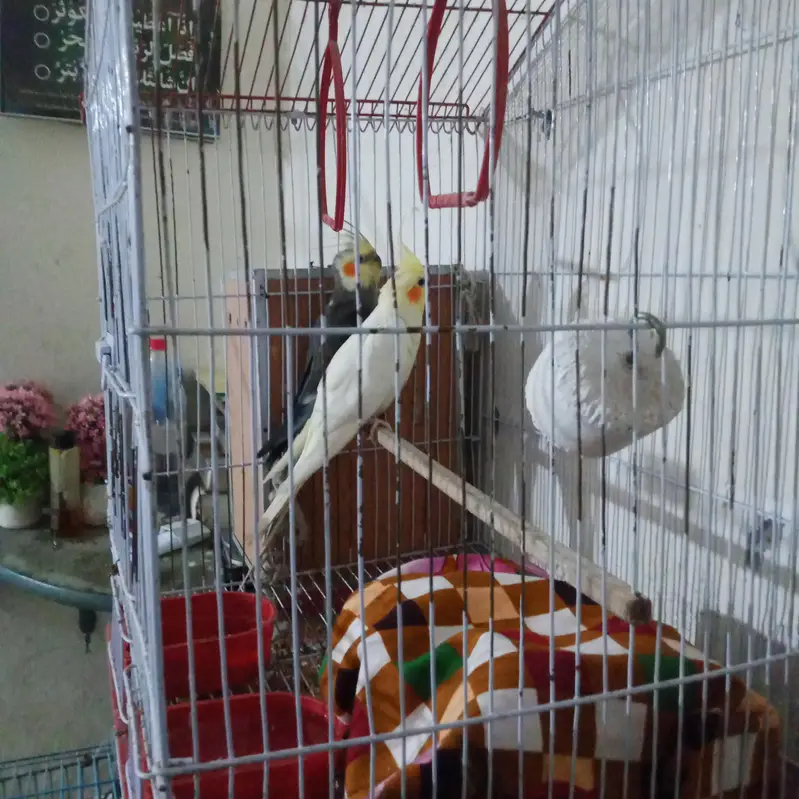 cocktail parrot cocktail tota jora pair breader — photo 3