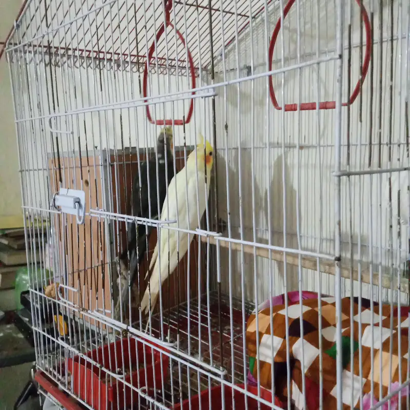 cocktail parrot cocktail tota jora pair breader — photo 4