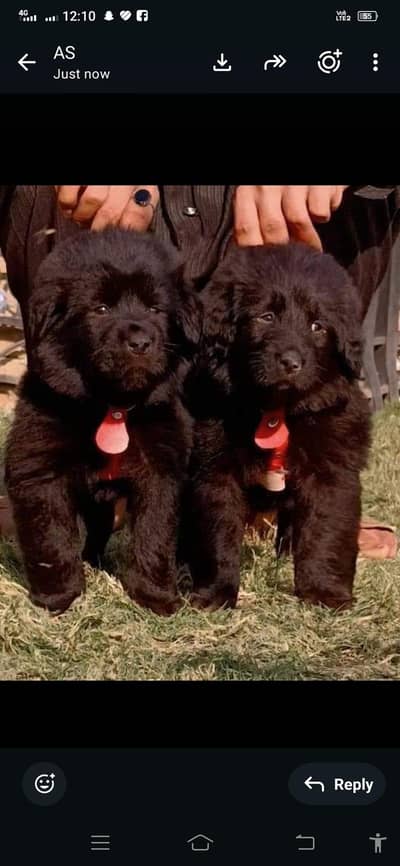top quality Bakarwal  pair for sale