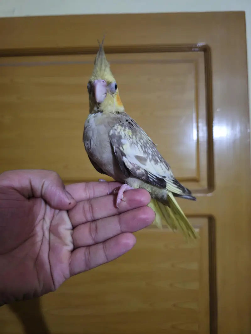 super hand tame cocktail — photo 2