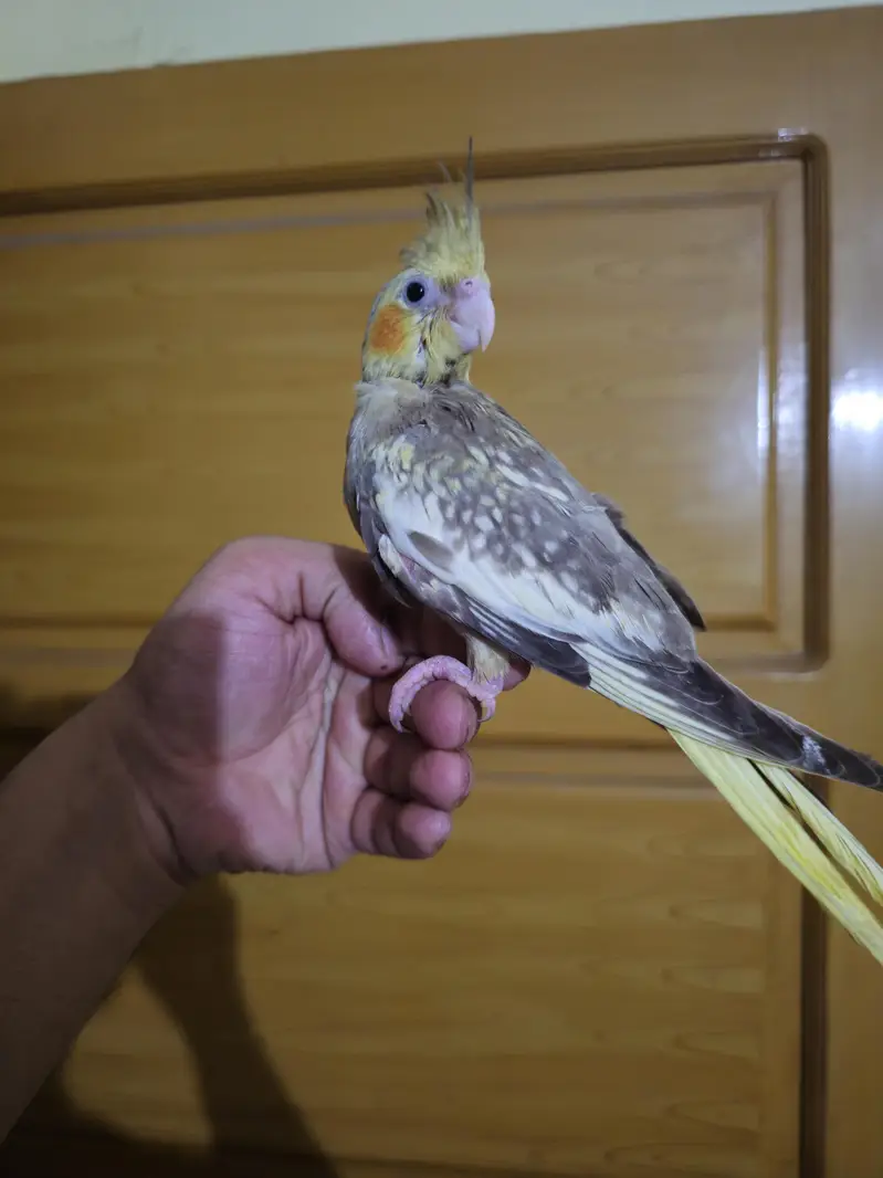 super hand tame cocktail — photo 3