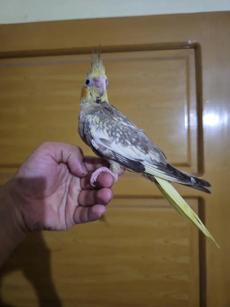 super hand tame cocktail — photo 4