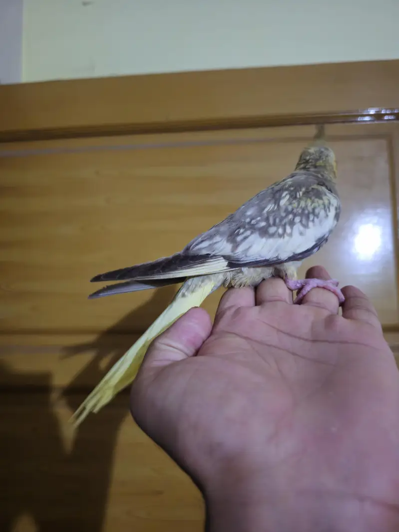 super hand tame cocktail — photo 6