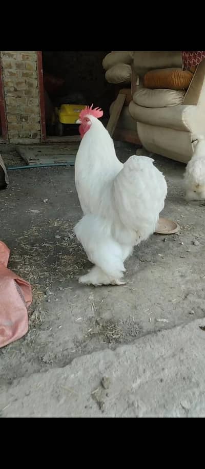 white buff male
