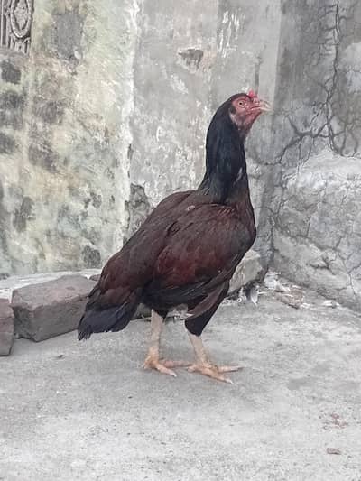 aseel hen bakramandi