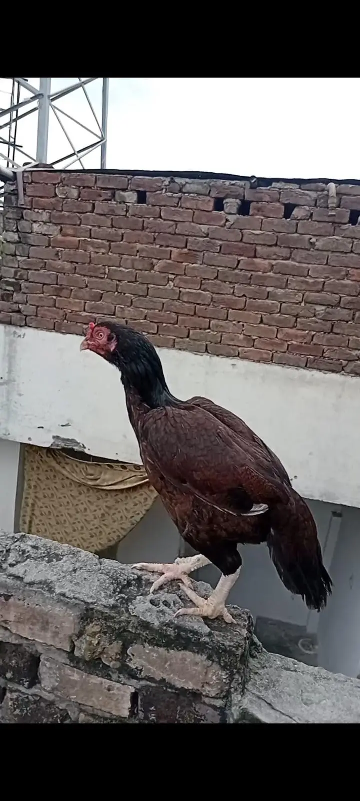 aseel hen bakramandi — photo 2