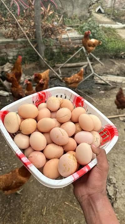 PURE ORGANIC DESI EGGS HOME DELIVERY AVAILABLE