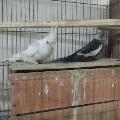 breader pair