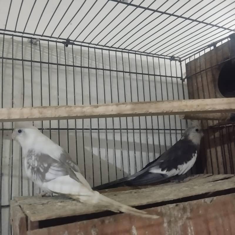 breader pair 1