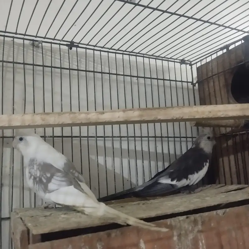 breader pair — photo 2