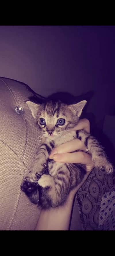 single coat female persian kitten