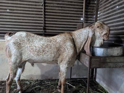 makhi chena bakra for sell