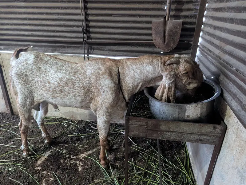 makhi chena bakra for sell — photo 2