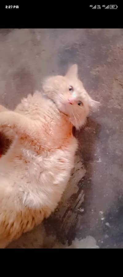 Persian cat