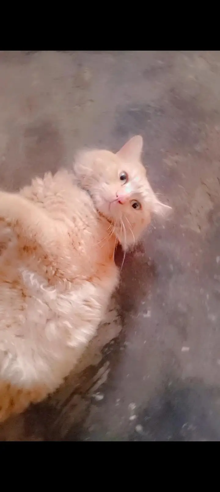 Persian cat — photo 2
