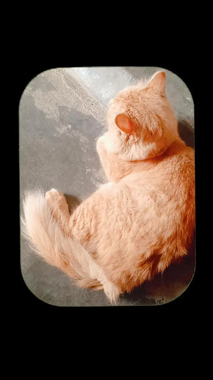 Persian cat — photo 3