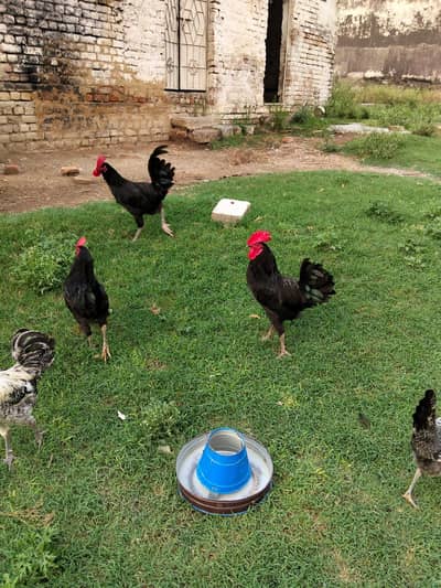Pure Black Astrolope Roosters Available