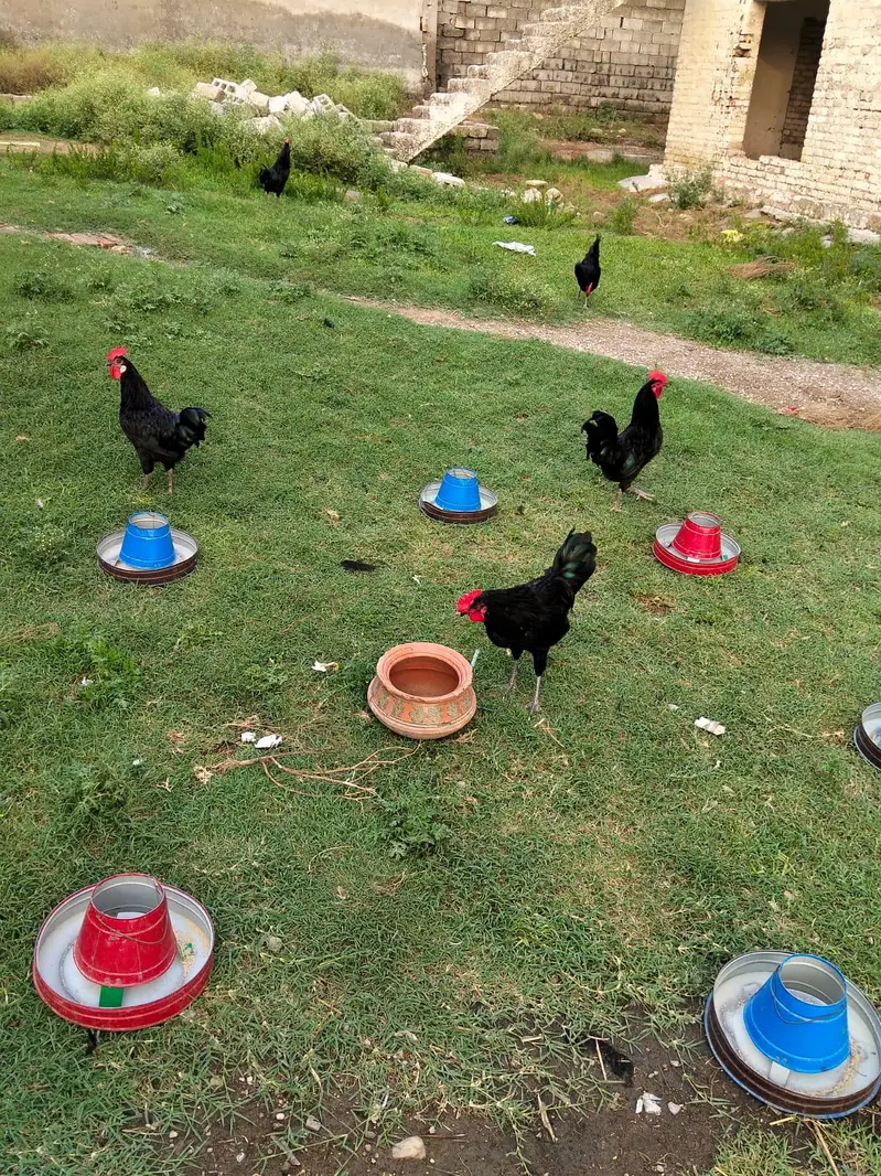 Pure Black Astrolope Roosters Available — photo 2