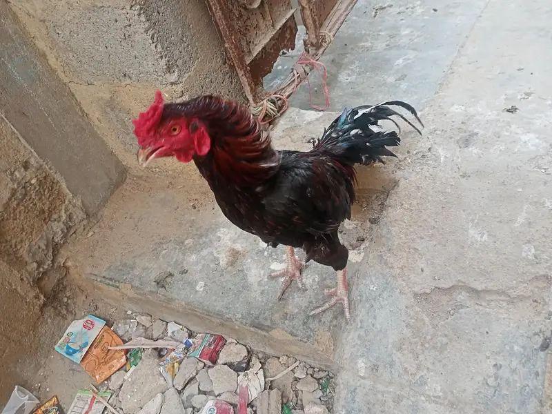aseel murgha — photo 2