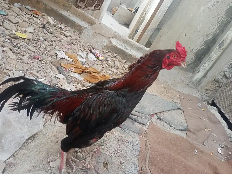 aseel murgha — photo 3