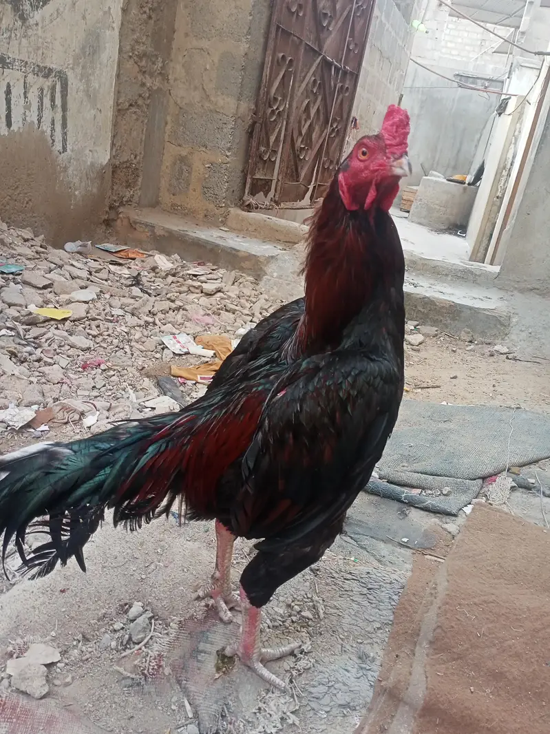 aseel murgha — photo 4
