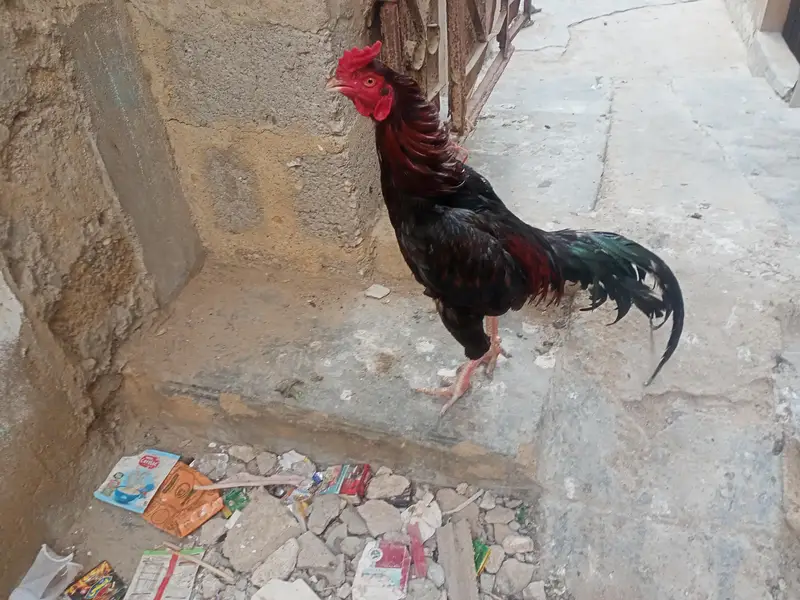 aseel murgha — photo 5