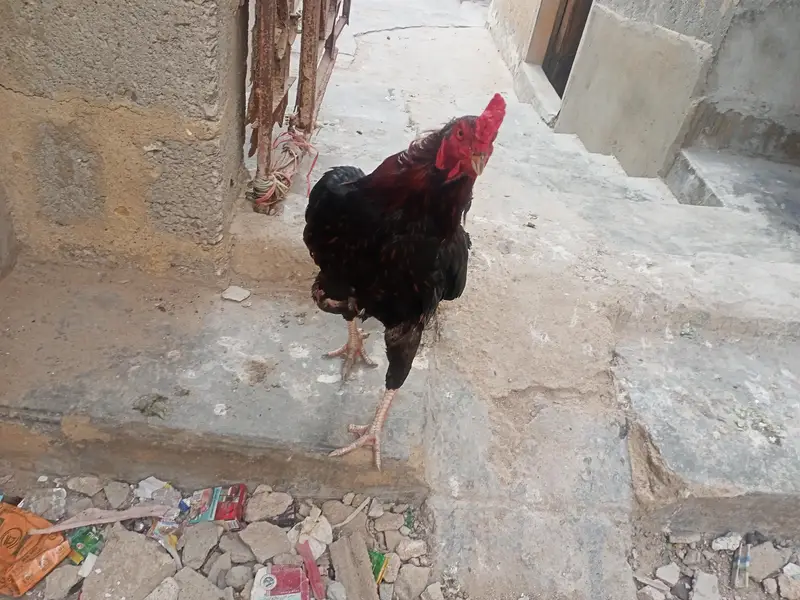 aseel murgha — photo 6