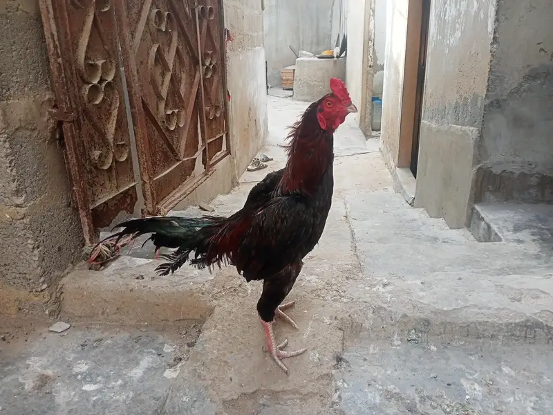 aseel murgha — photo 7
