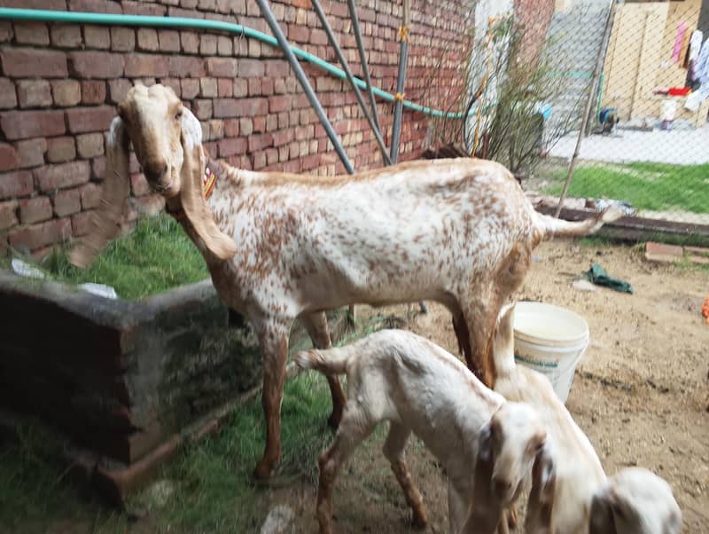 پیور مکھی چینی بکری اور 2 فی میل بچے ٹوپ کوالٹی ا 0