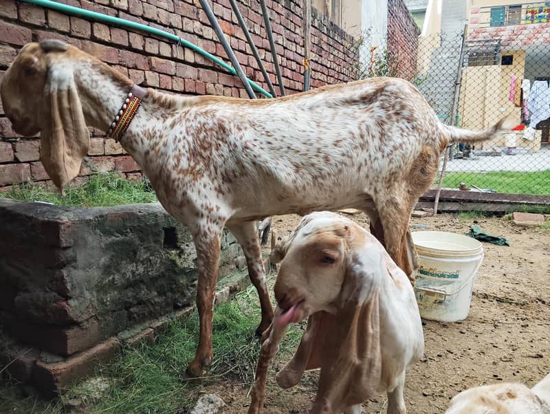 پیور مکھی چینی بکری اور 2 فی میل بچے ٹوپ کوالٹی ا 1