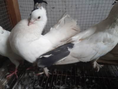 lucky and Qumary
