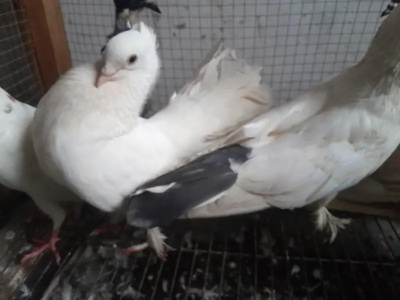 lucky and Qumary