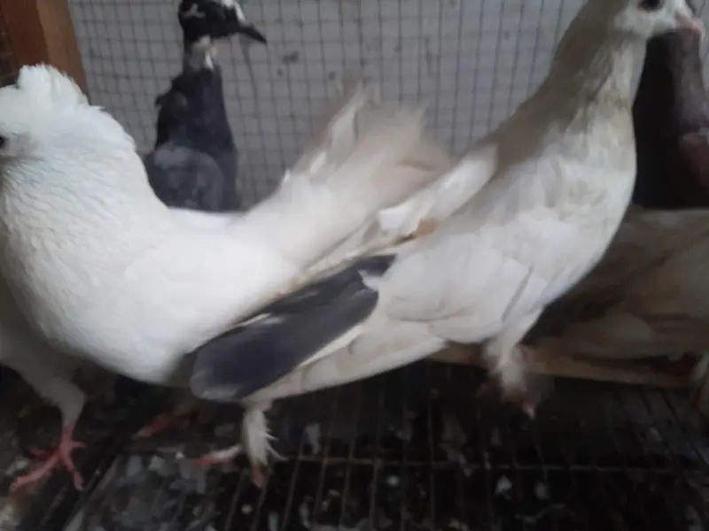 lucky and Qumary — photo 2