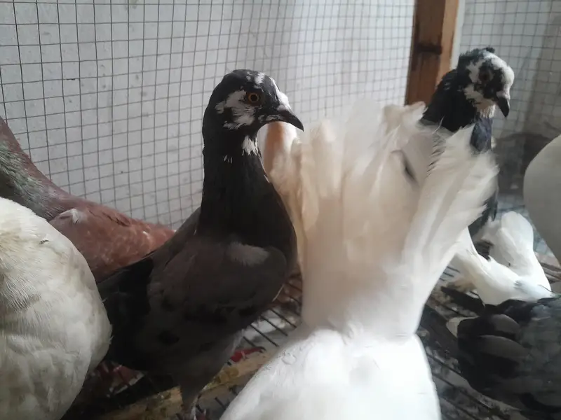 lucky and Qumary — photo 4