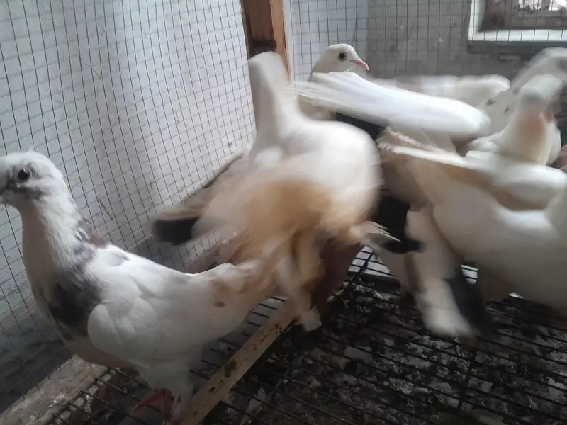 lucky and Qumary — photo 9