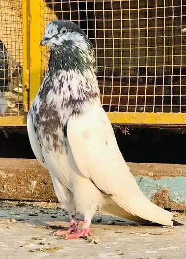original quality ma pairs hai sab