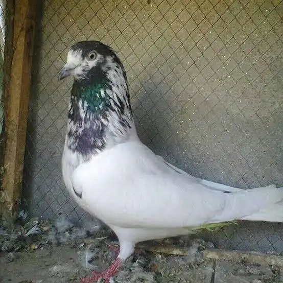 original quality ma pairs hai sab — photo 4