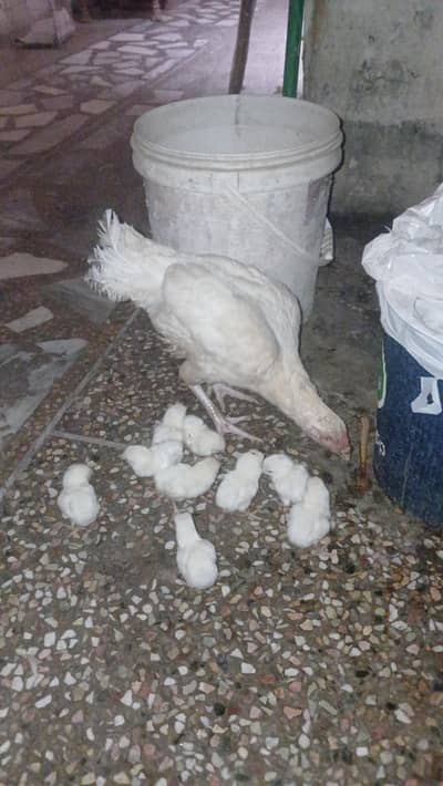 03482727920 heera aseel paper white fertile eggs  with 100 %guaranteed