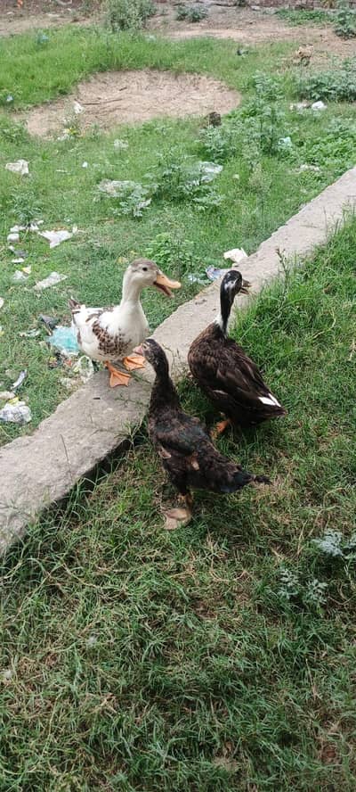Hens for sale