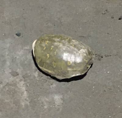15 year old turtle