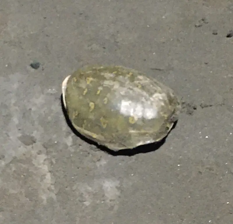 15 year old turtle