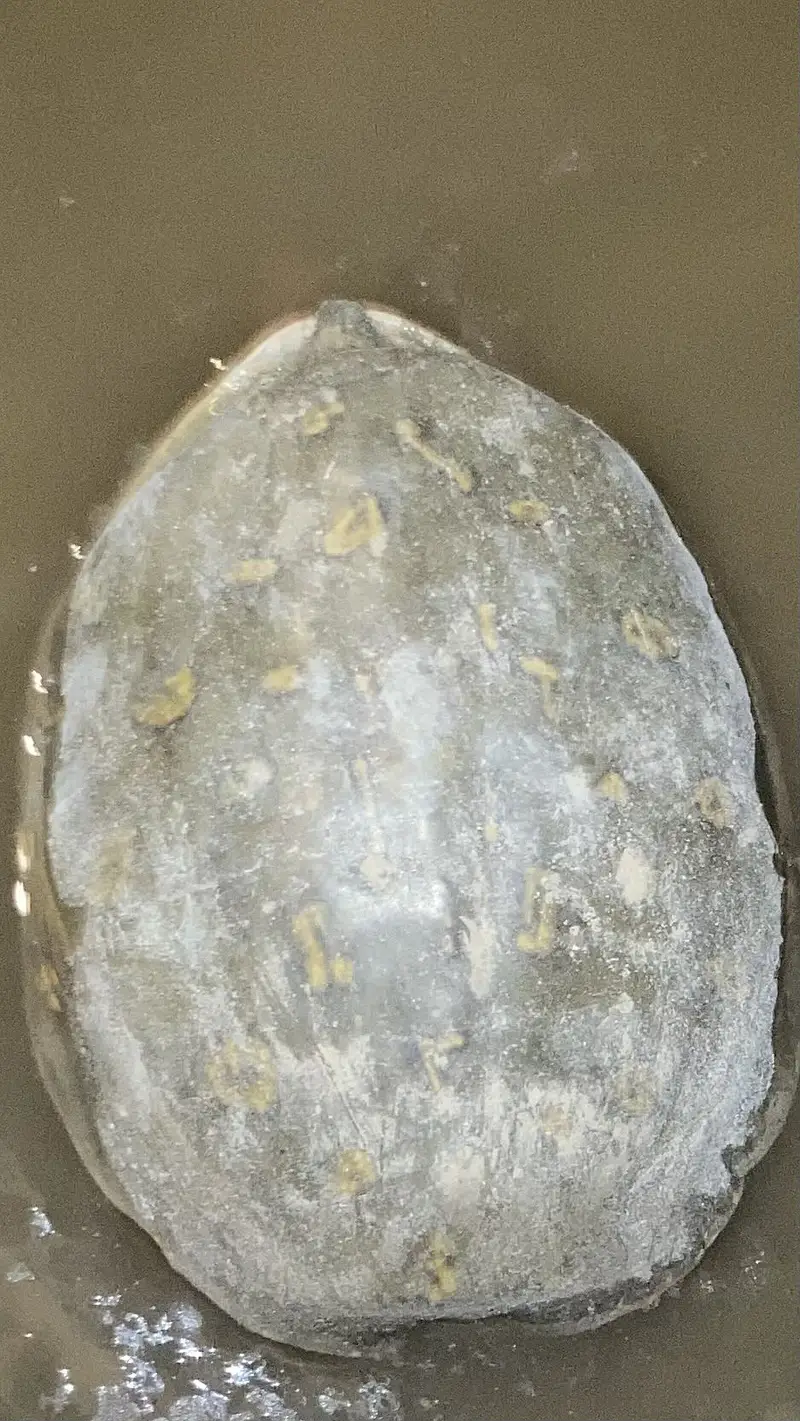 15 year old turtle — photo 2