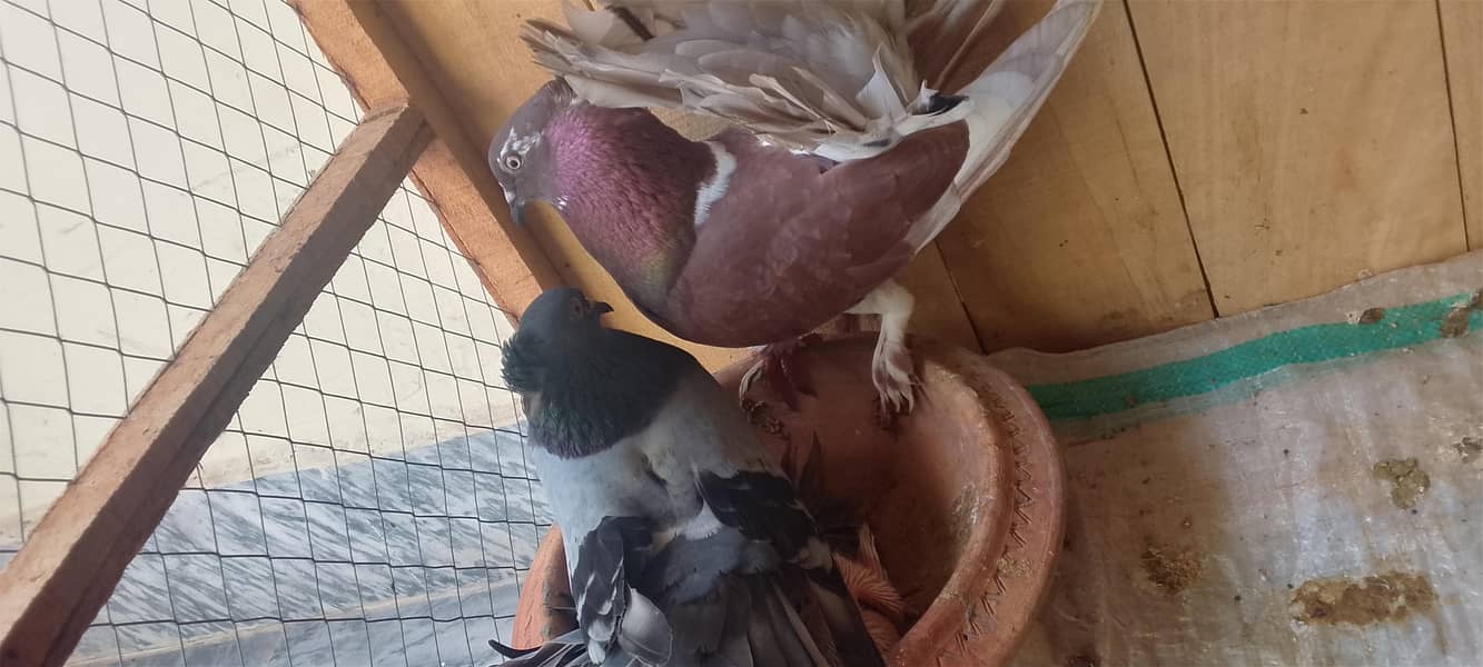 pigeons 0