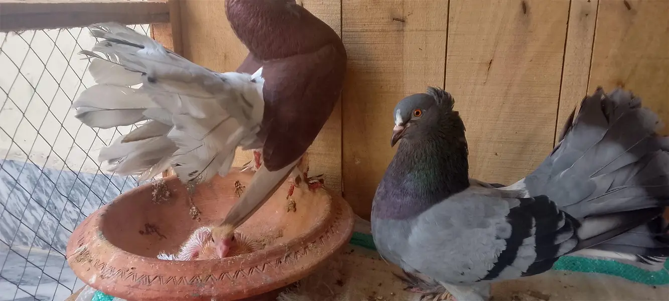pigeons — photo 2