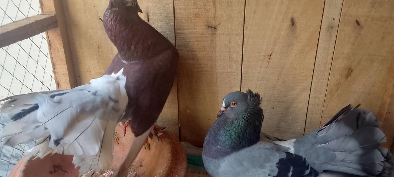 pigeons 2