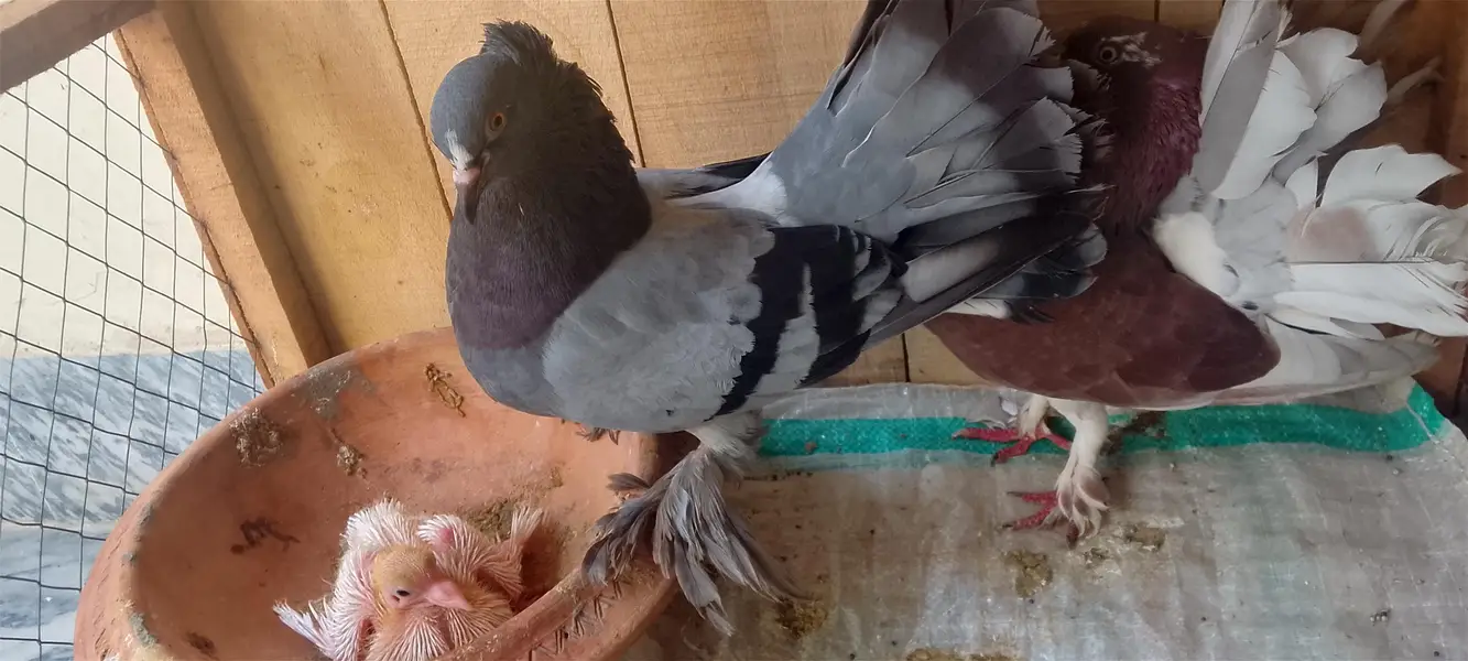 pigeons — photo 4